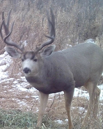 Deer Hunting Trophy