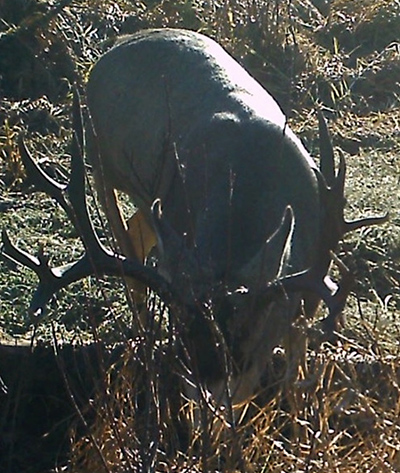 Deer Hunting Trophy